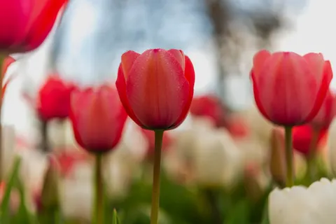 郁金香田 4K壁纸 · flowers · 3840×2563