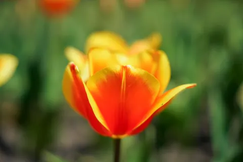 Tulip Field 4K Wallpaper · flowers · 3840×2560