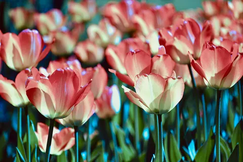 Tulpenfeld 4K Hintergrundbild · flowers · 3840×2560
