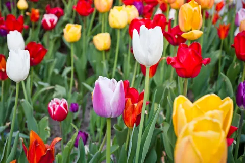 خلفية حقل التوليب بدقة 4K · flowers · 3840×2553