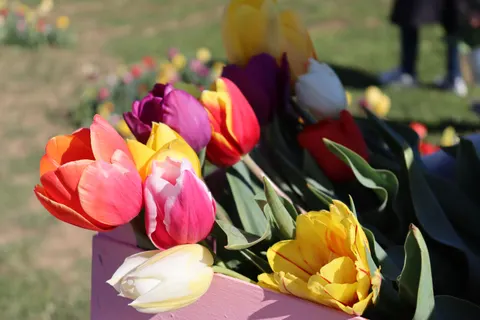 Tulpenfeld 4K Hintergrundbild · flowers · 3840×2560