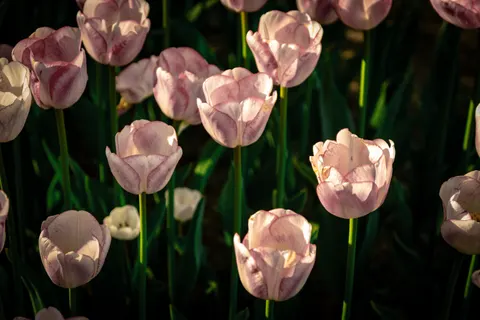 郁金香田 4K壁纸 · flowers · 3840×2560