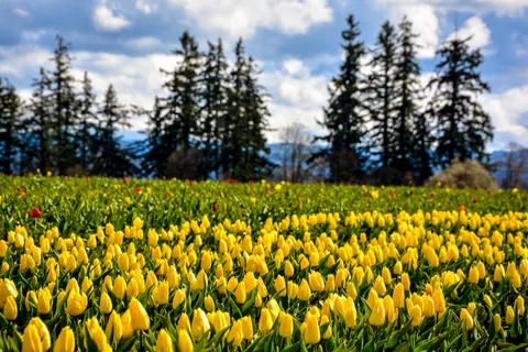 خلفية حقل التوليب بدقة 4K · flowers · 3840×2560