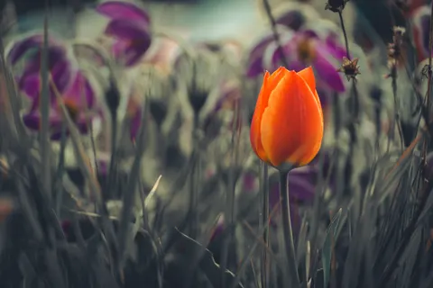 Tulpenfeld 4K Hintergrundbild · flowers · 3840×2560