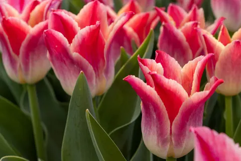 Papel de parede Campo de tulipas 4K · flowers · 3840×2560