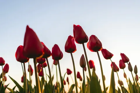 郁金香田 4K壁纸 · flowers · 3840×2560