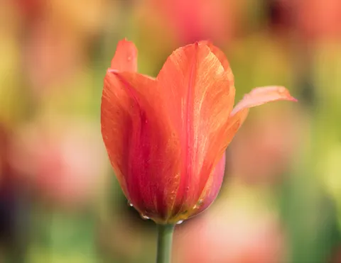 Обои Тюльпановое поле 4K · flowers · 3840×2967