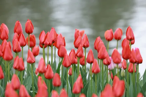 Tulip Field 4K Wallpaper · flowers · 3840×2561