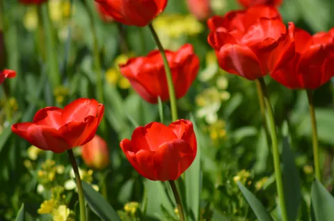 Tulip Field 4K Wallpaper · flowers · 3840×2553
