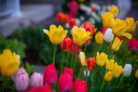 خلفية حقل التوليب بدقة 4K · flowers · 3840×2563
