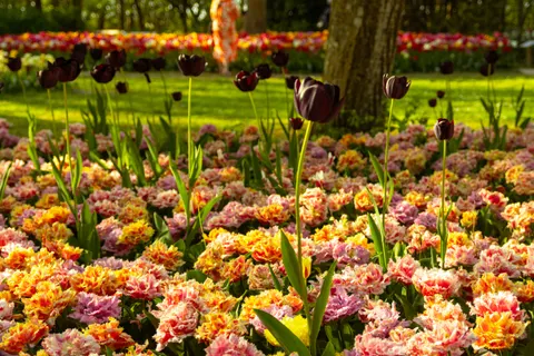 튤립 밭 4K 배경화면 · flowers · 3840×2560