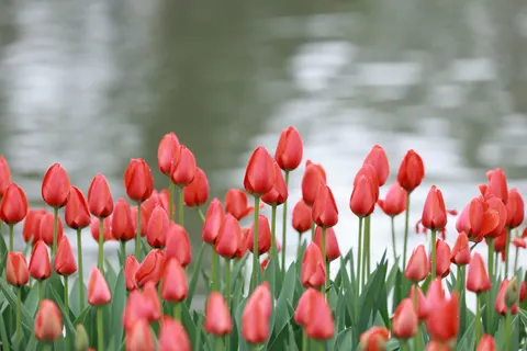 Papel de parede Campo de tulipas 4K · flowers · 3840×2561