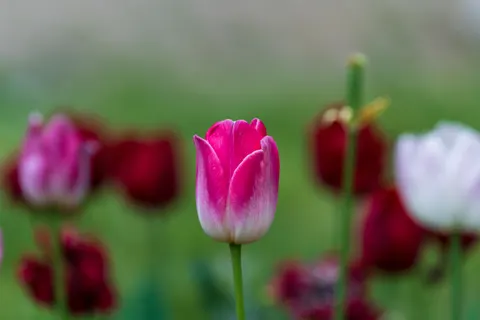튤립 밭 4K 배경화면 · flowers · 3840×2560