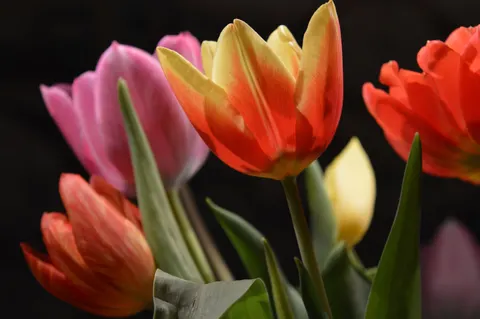 خلفية حقل التوليب بدقة 4K · flowers · 3840×2553