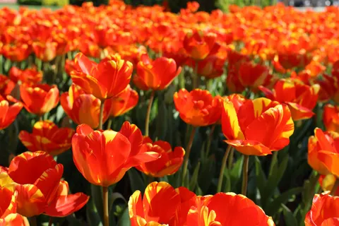 튤립 밭 4K 배경화면 · flowers · 3840×2560