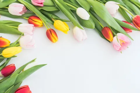 خلفية حقل التوليب بدقة 4K · flowers · 3840×2560