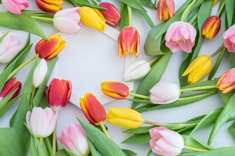 Tulpenfeld 4K Hintergrundbild · flowers · 3840×2560