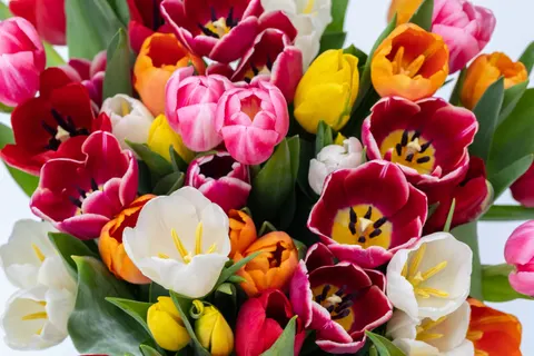 Обои Тюльпановое поле 4K · flowers · 3840×2560