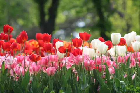 خلفية حقل التوليب بدقة 4K · flowers · 3840×2560