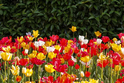 Tulpenfeld 4K Hintergrundbild · flowers · 3840×2560