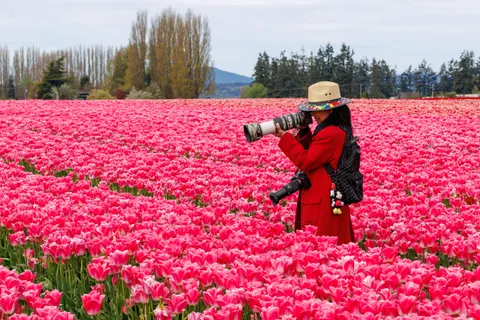 Tulip Field 4K Wallpaper · flowers · 3840×2560