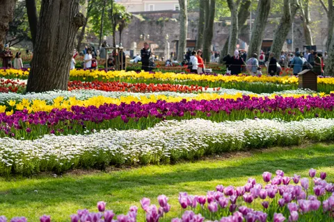 Fond d'écran Champ de tulipes 4K · flowers · 3840×2560