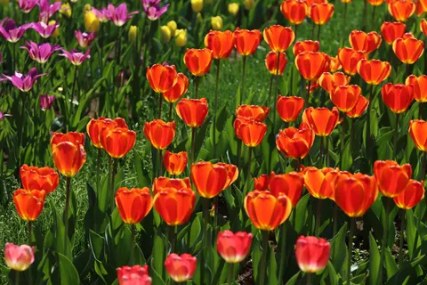 Papel de parede Campo de tulipas 4K · flowers · 3840×2560