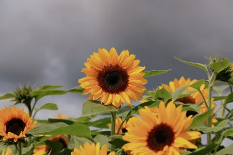 Sunflower Field 4K Wallpaper · flowers · 3840×2560