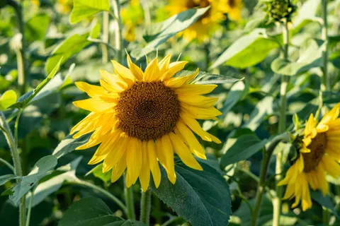 Обои Поле подсолнухов 4K · flowers · 3840×2560
