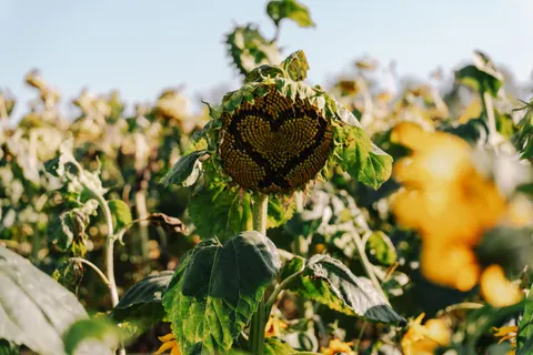 Fond d'écran Champ de tournesols 4K · flowers · 3840×2560