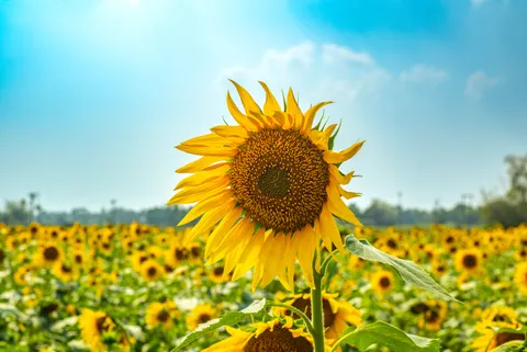 Sunflower Field 4K Wallpaper · flowers · 3840×2563