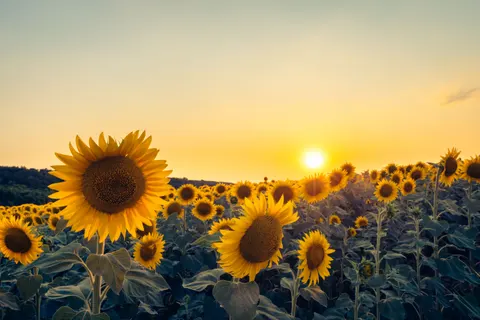 Papel de parede Campo de girassóis 4K · flowers · 3840×2560