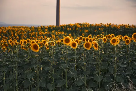 Sunflower Field 4K Wallpaper · flowers · 3840×2560