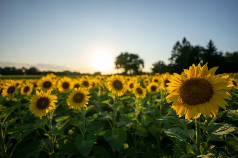Fondo de pantalla Campo de girasoles 4K · flowers · 3840×2560
