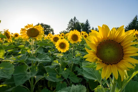Sunflower Field 4K Wallpaper · flowers · 3840×2560