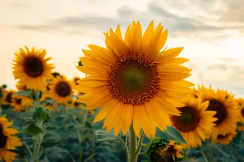 Sunflower Field 4K Wallpaper · flowers · 3840×2560