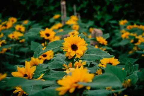 Sonnenblumenfeld 4K Hintergrundbild · flowers · 3840×2560