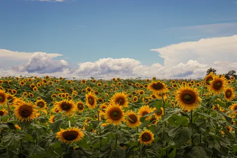 해바라기 밭 4K 배경화면 · flowers · 3840×2560