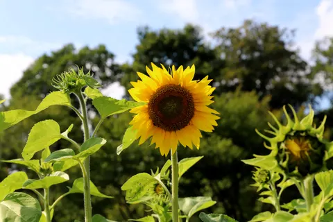 Sunflower Field 4K Wallpaper · flowers · 3840×2560