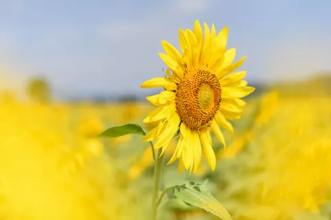Sunflower Field 4K Wallpaper · flowers · 3840×2560