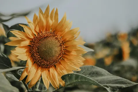 Sunflower Field 4K Wallpaper · flowers · 3840×2560