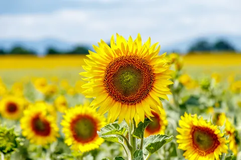 خلفية حقل عباد الشمس بدقة 4K · flowers · 3840×2560
