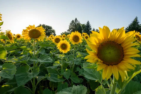 خلفية حقل عباد الشمس بدقة 4K · flowers · 3840×2560