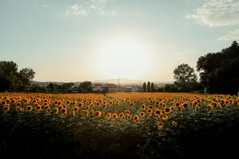Sunflower Field 4K Wallpaper · flowers · 3840×2560