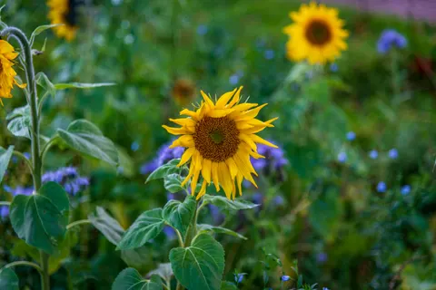 Sunflower Field 4K Wallpaper · flowers · 3840×2560