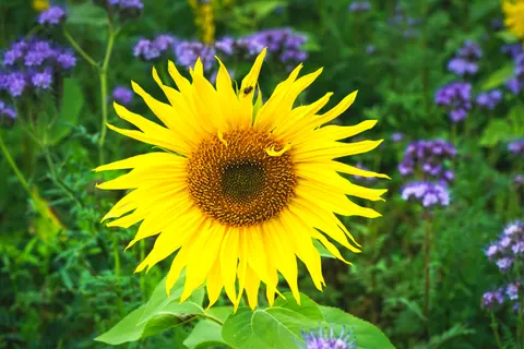 해바라기 밭 4K 배경화면 · flowers · 3840×2560