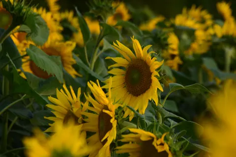 Sunflower Field 4K Wallpaper · flowers · 3840×2560