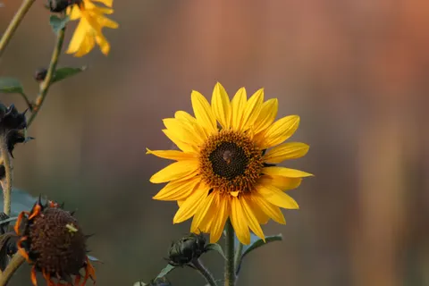 Sunflower Field 4K Wallpaper · flowers · 3840×2560