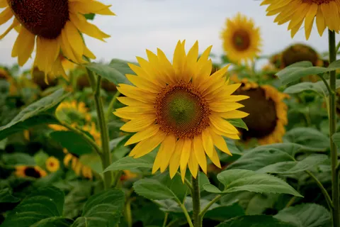 خلفية حقل عباد الشمس بدقة 4K · flowers · 3840×2560