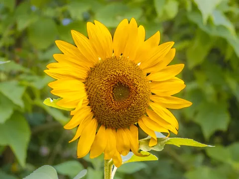 해바라기 밭 4K 배경화면 · flowers · 3840×2880